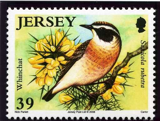 Whinchat (Saxicola rubetra)