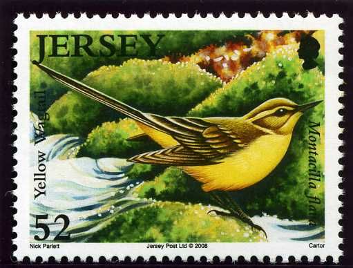 Yellow Wagtail (Motacilla flava)
