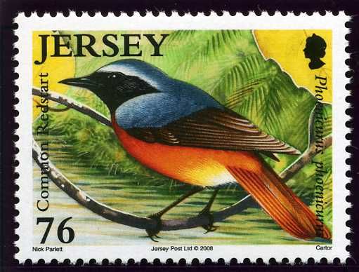 Common Redstart (Phoenicurus phoenicurus)