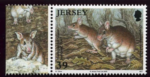 Madagascan Giant Jumping Rat (Hypogeomys antimena)