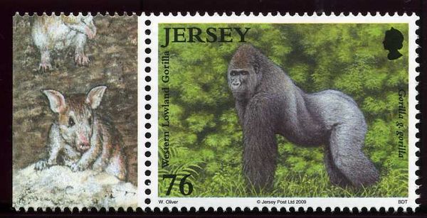 Western Lowland Gorilla (Gorilla gorilla gorilla)