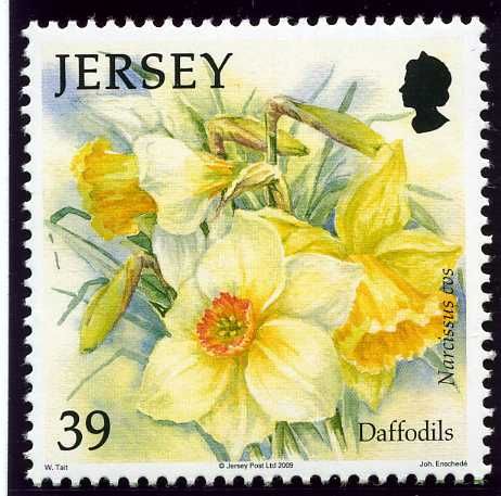 Daffodils