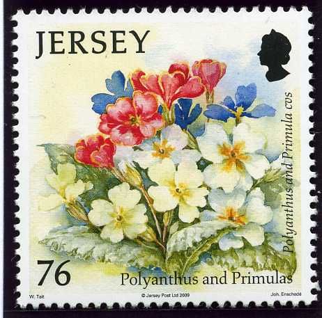 Polyanthus