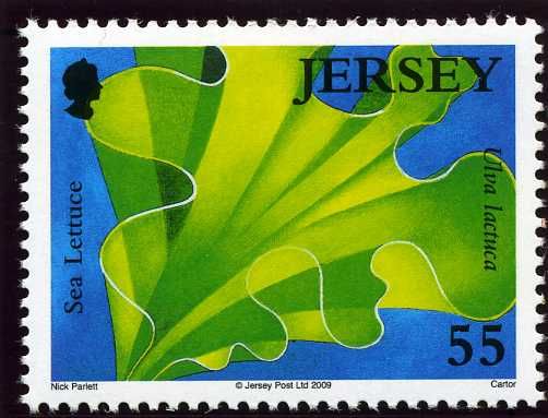 Sea Lettuce