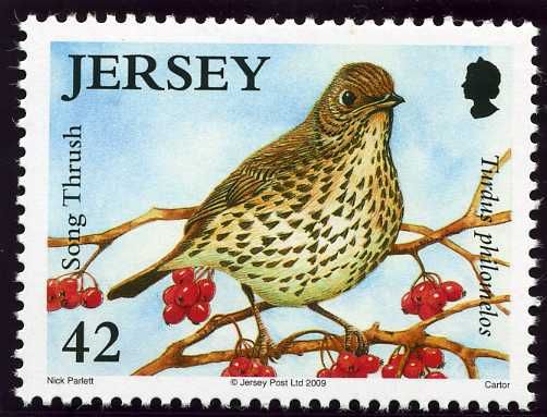 Song Thrush (Turdus philomelos)
