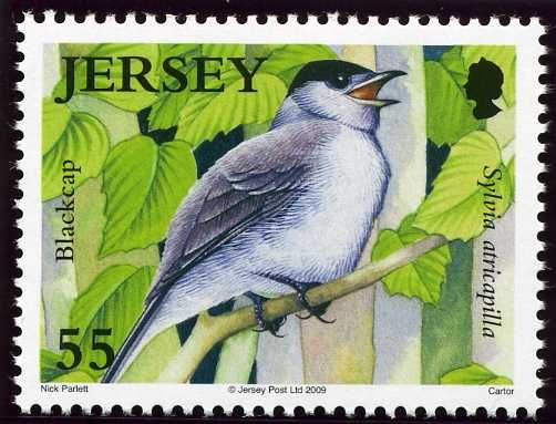 Eurasian Blackcap (Sylvia atricapilla)