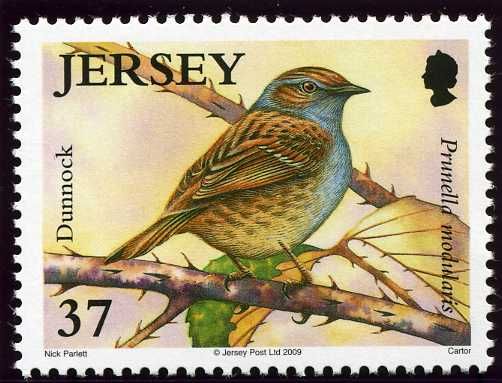 European Robin (Erithacus rubecula)