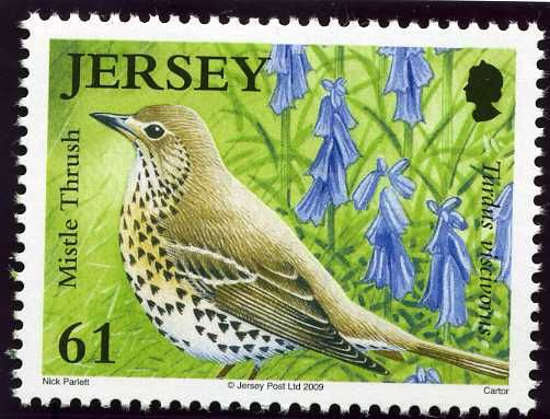 Mistle Thrush (Turdus viscivorus)