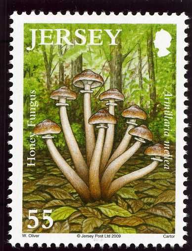 Honey Fungus