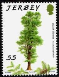 Swamp Cypress