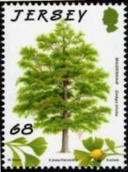 Maidenhair