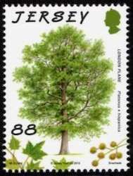 London Plane