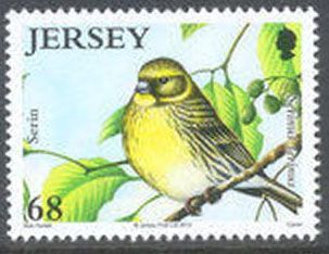 European Serin (Serinus serinus)