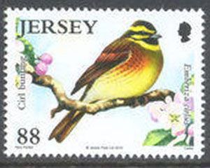 Cirl Bunting (Emberiza cirlus)