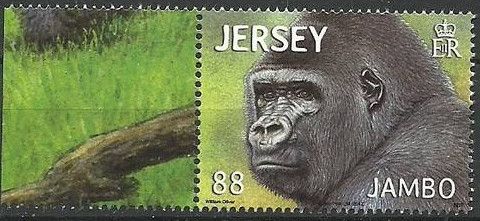 Western Lowland Gorilla (Gorilla gorilla gorilla)