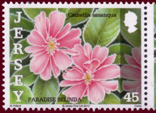 Sasanqua Camellia (Camellia sasanqua)