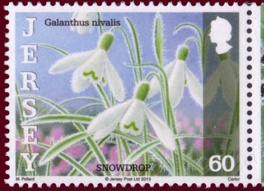 Common Snowdrop (Galanthus nivalis)