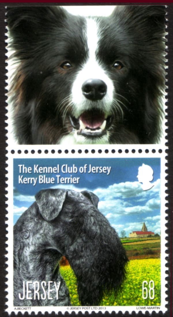 Kerry Blue Terrier (Canis lupus familiaris)