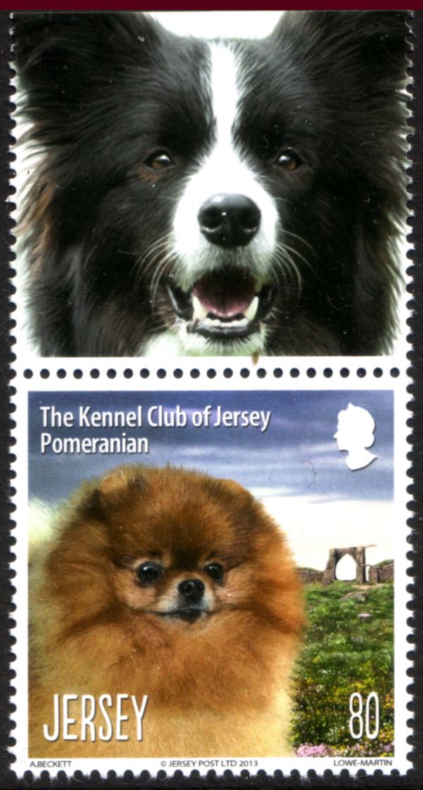 Pomeranian (Canis lupus familiaris)