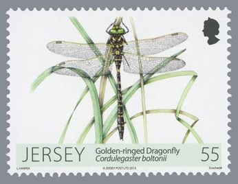 Golden-ringed Dragonfly (Cordulegaster boltonii)