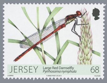 Large Red Damselfly (Pyrrhosoma nymphula)