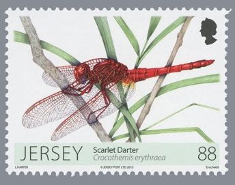 Scarlet Darter (Crocothemis erythraea)