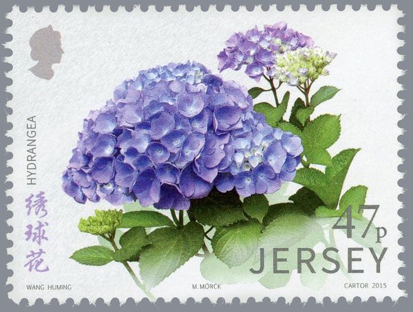 Hydrangea
