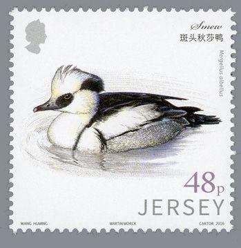 Smew (Mergellus albellus)
