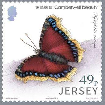 Camberwell Beauty (Nymphalis antiopa)