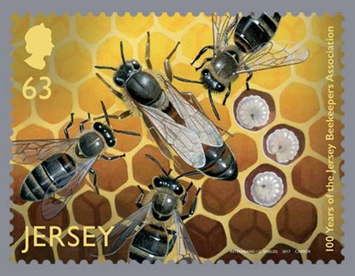 European Honey Bee (Apis mellifera)