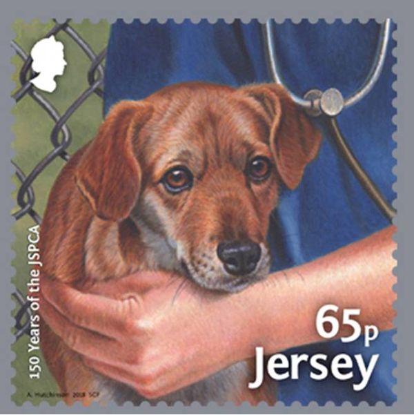 Welfare Investigation (dog)