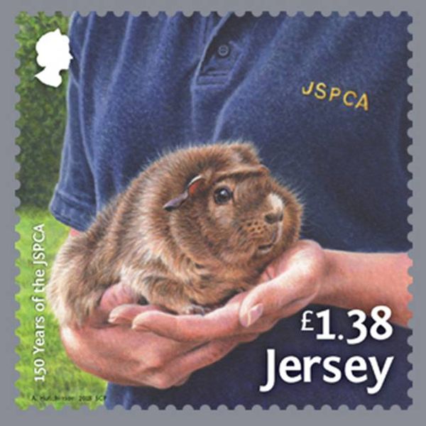 Volunteer, Domestic guinea pig (Cavia porcellus)