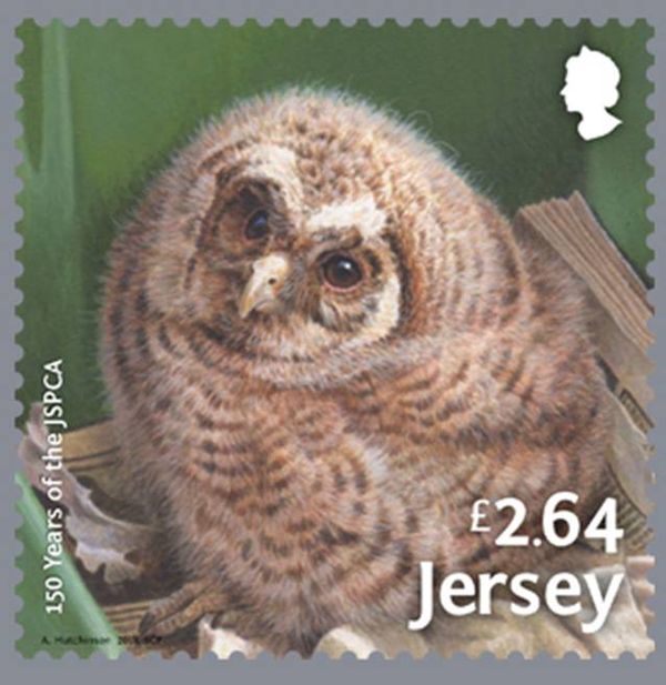 Wildlife (baby owl)