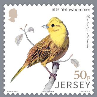 Yellowhammer (Emberiza citrinella)