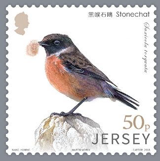 European Stonechat (Saxicola torquata)