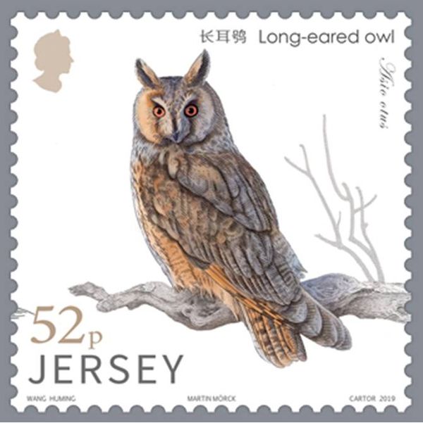 Long-Eared Owl (Asio otus)