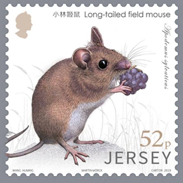 Long-Tailed Field Mouse (Apodemus sylvaticus)