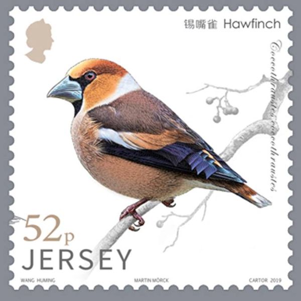 Hawfinch (Coccothraustes coccothraustes)
