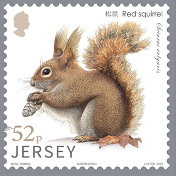 Eurasian Red Squirrel (Sciurus vulgaris)