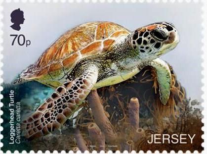 Loggerhead Turtle (Caretta caretta)