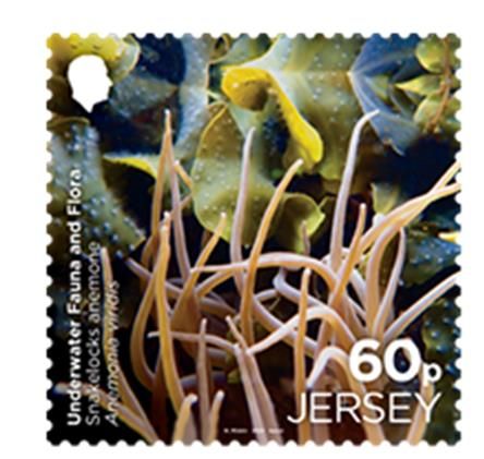 Snakelocks Anemone (Anemonia viridis)