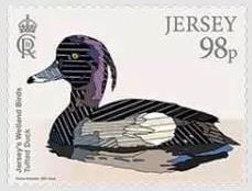 Tufted Duck (Aythya fuligula)