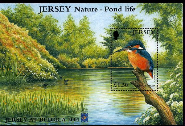 Common Kingfisher (Alcedo atthis) (Belgica 2001)