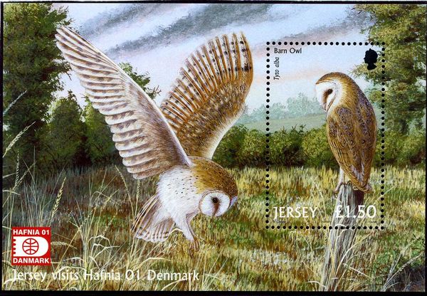 Western Barn Owl (Tyto alba) (Hafnia 01)