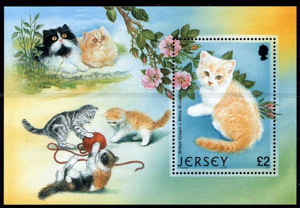British Cream/White Bi-colour Cross (Felis silvestris catus)