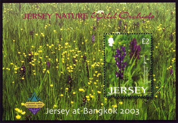 Loose-flowered Orchid (Orchis laxiflora) (Bangkok 2003)