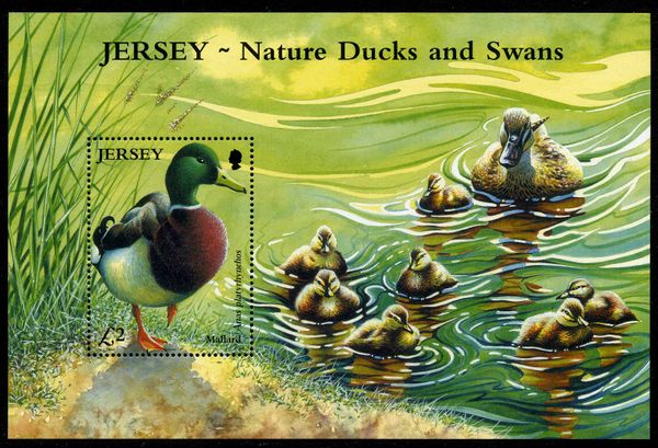 Mallard (Anas platyrhynchos) souvenir sheet