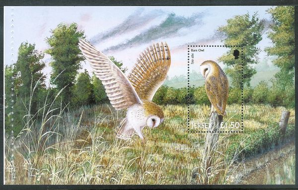 Barn Owl (Tyto alba)