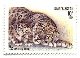 Adult Snow Leopard (Panthera uncia) and Cub