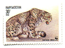 Snow Leopard (Panthera uncia) Sitting